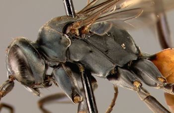 Media type: image;   Entomology 15346 Aspect: head frontal view 3